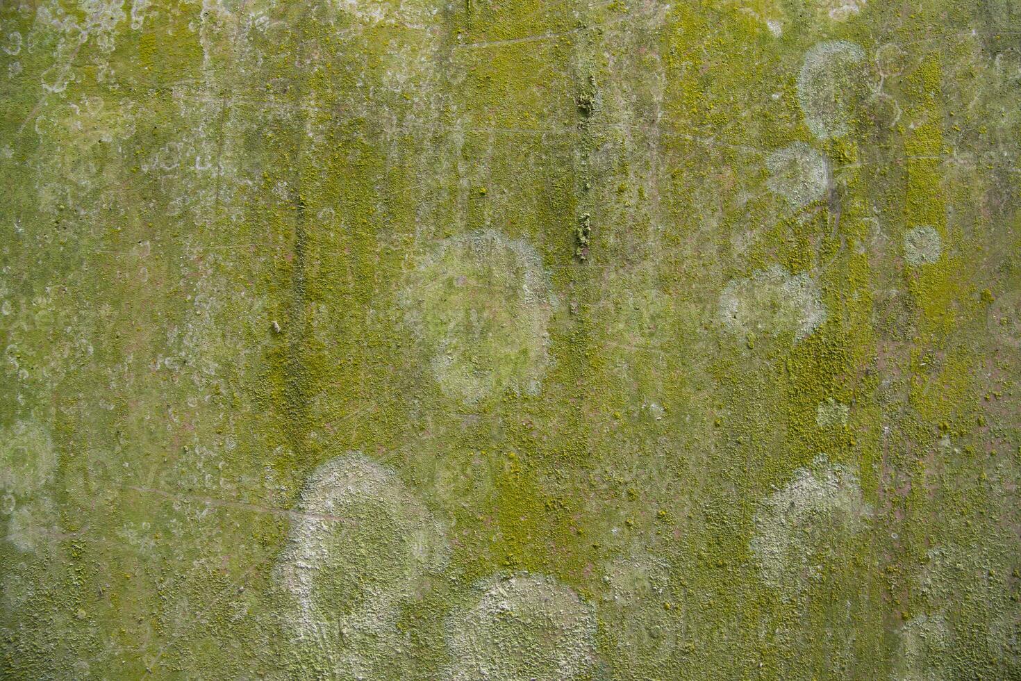 Lichen Fungi Green Moss Texture abstract background concrete wall. Rusty, Grungy, Gritty Vintage Background photo