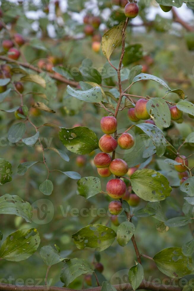 Fruta árbol con inmaduro rojo pastilla frutas o manzana kul boroi en el otoño jardín foto