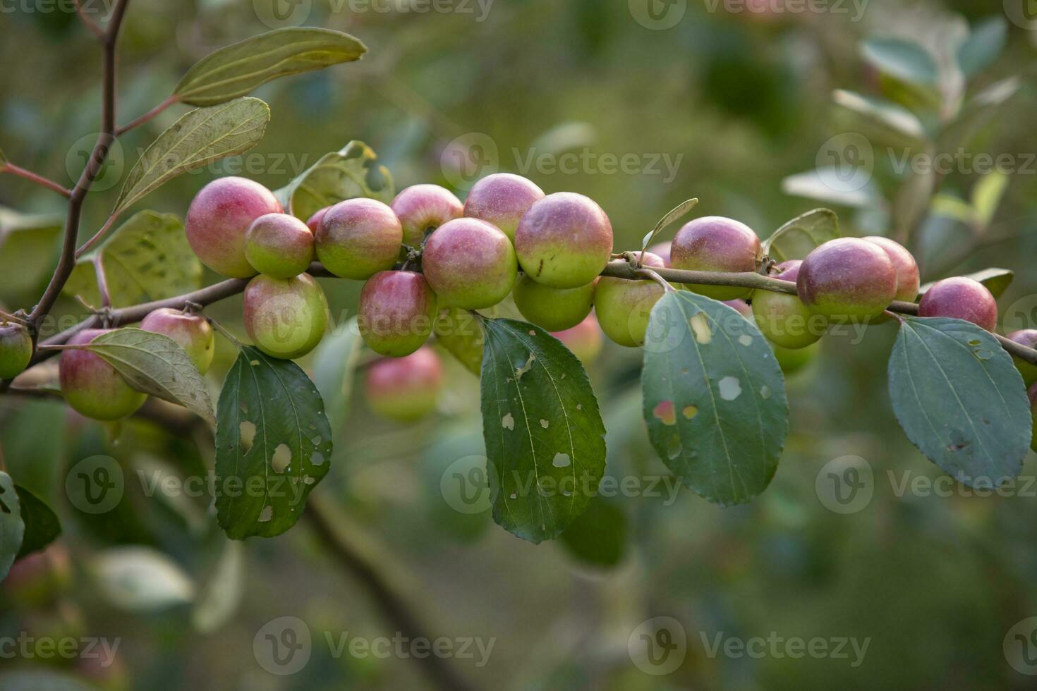 Red jujube fruits or apple kul boroi on a branch in the garden. Shallow depth of field photo