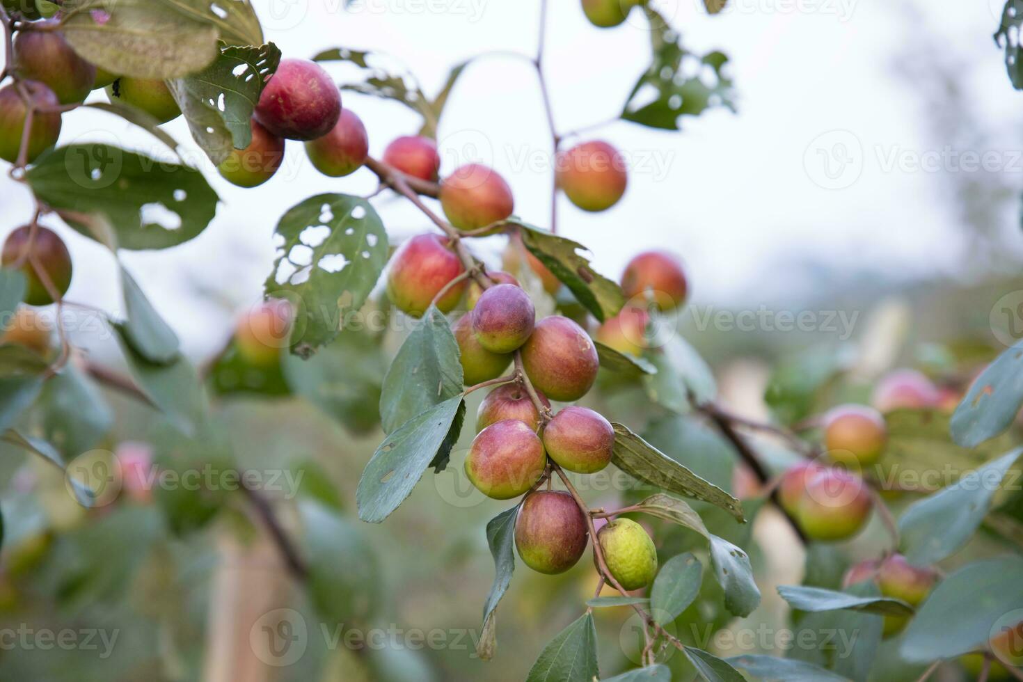 Red jujube fruits or apple kul boroi on a branch in the garden. Shallow depth of field photo