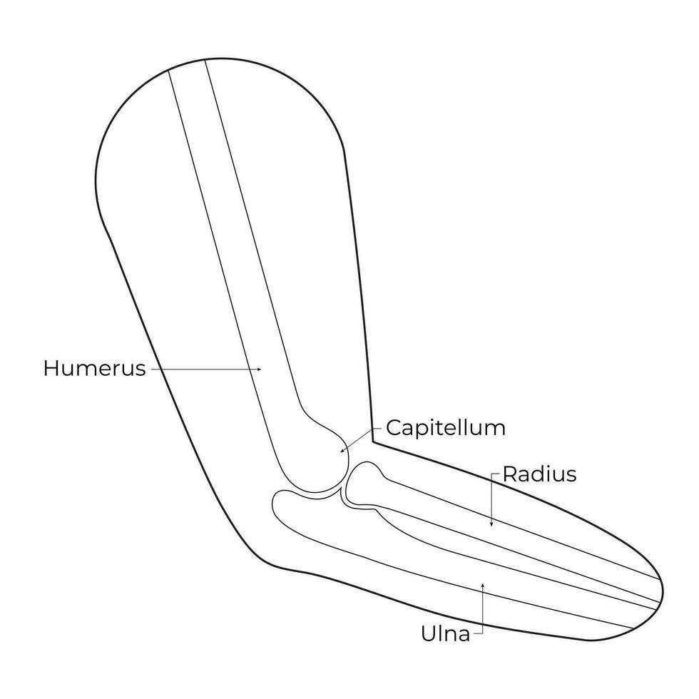 Humerus Capitellum Radius Uina Science Design Vector Illustration