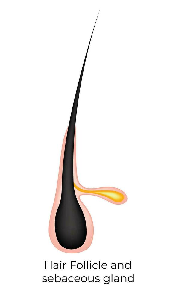 Hair Follicle and Sebaceous Gland Science Design Vector Illustration
