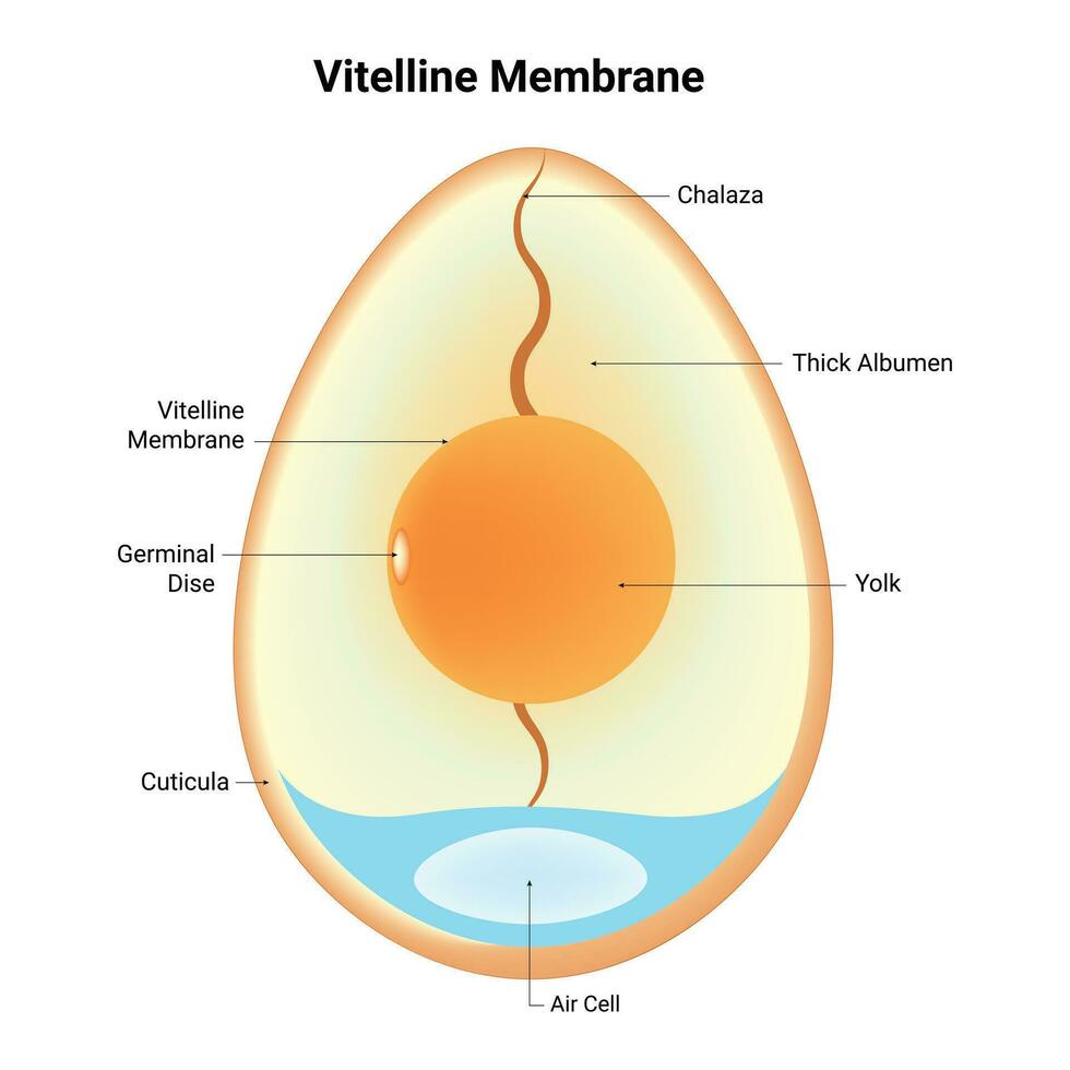 vitelina membrana Ciencias diseño vector ilustración
