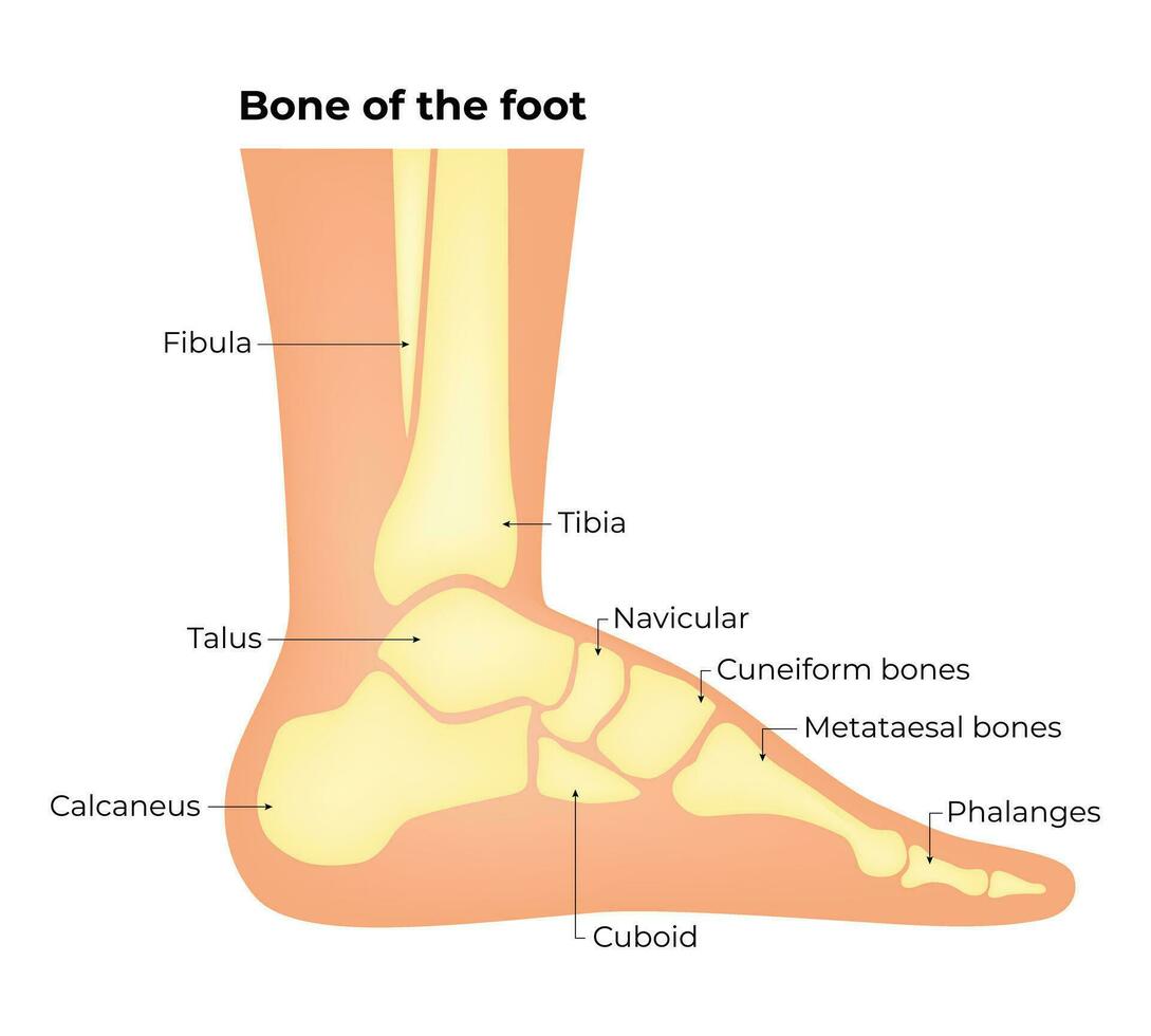 The Bone of The Foot Science Design Vector Illustration Diagram
