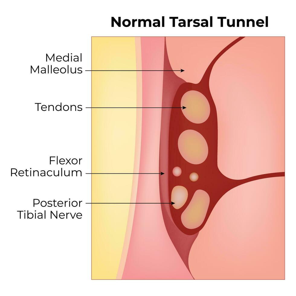 Normal Tarsal Tunnel Science Design Vector Illustration