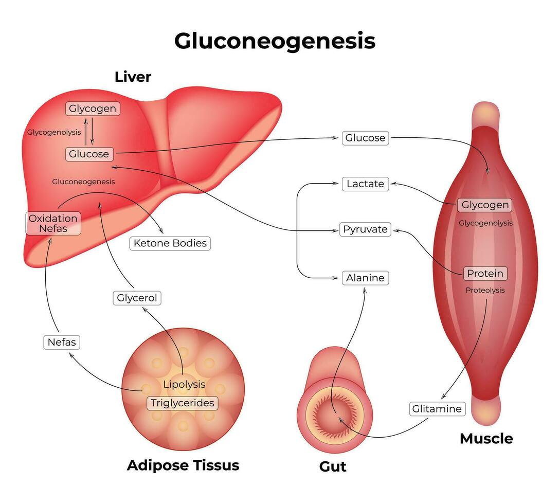 gluconeogénesis Ciencias diseño vector ilustración diagrama