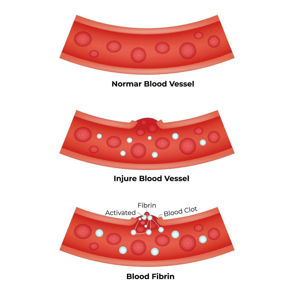 Human Blood Vessel Science Design Vector Illustration