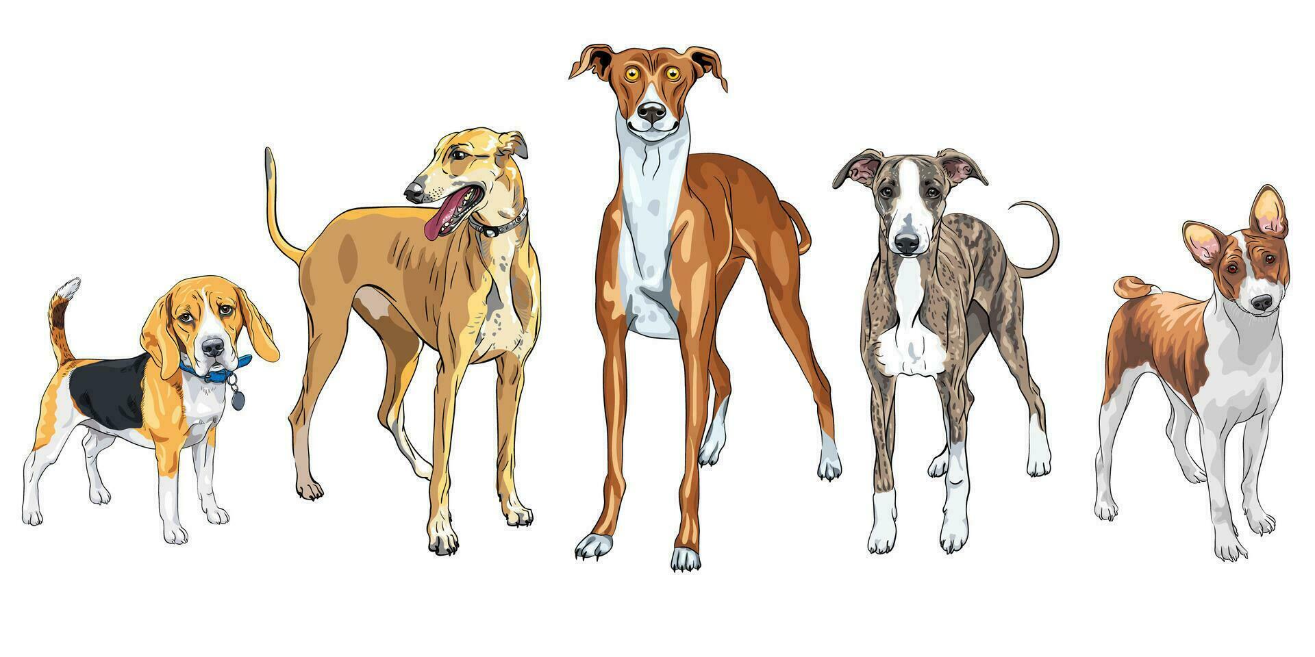 vector conjunto de perros diferente raza