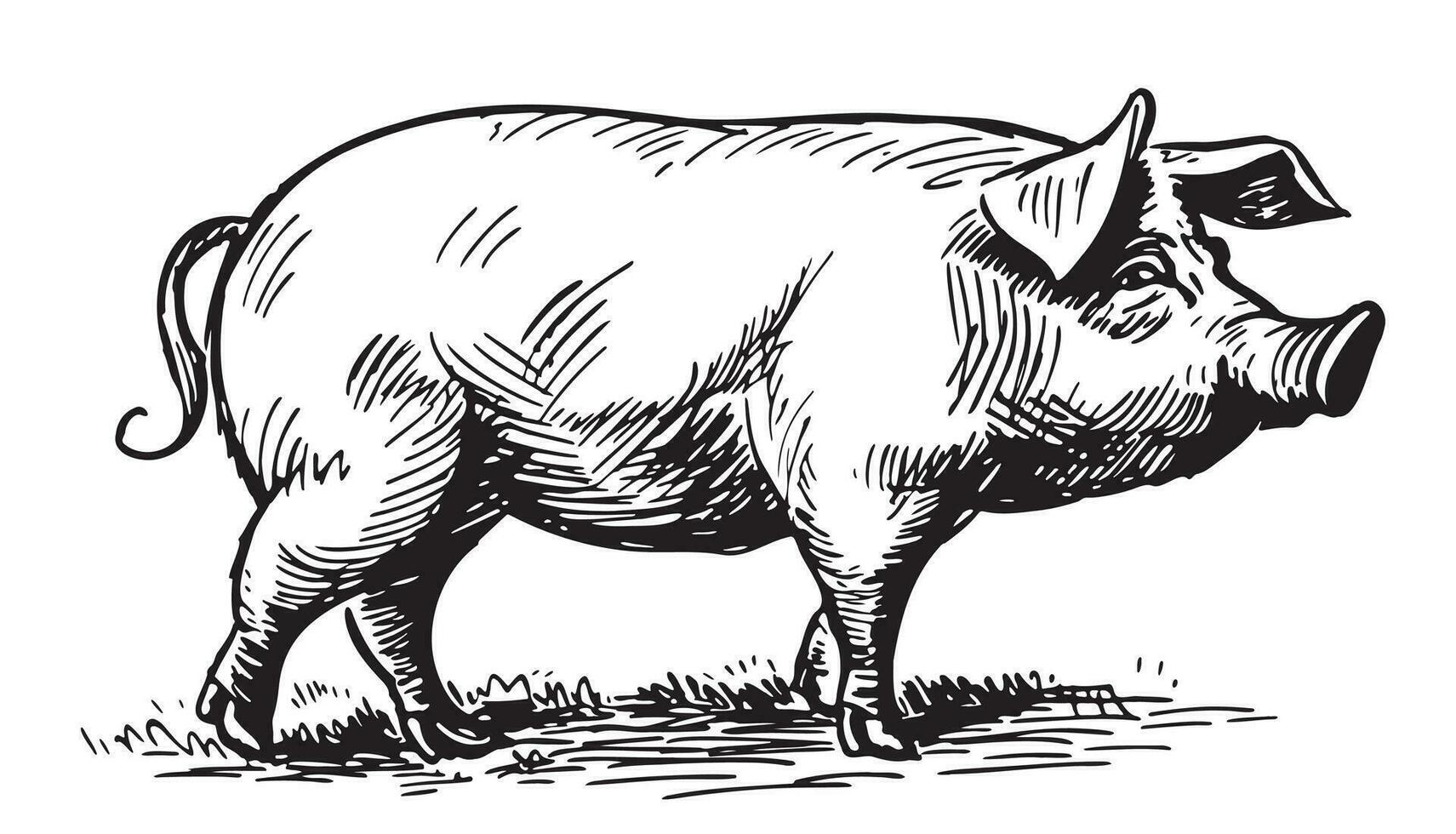 Farm hog pig sketch hand drawn in doodle style Vector illustration