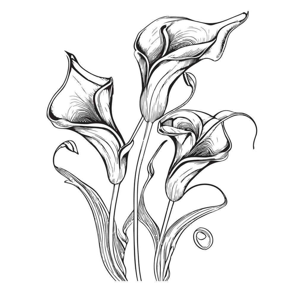 calla lirio flor mano dibujado bosquejo en garabatear estilo vector ilustración