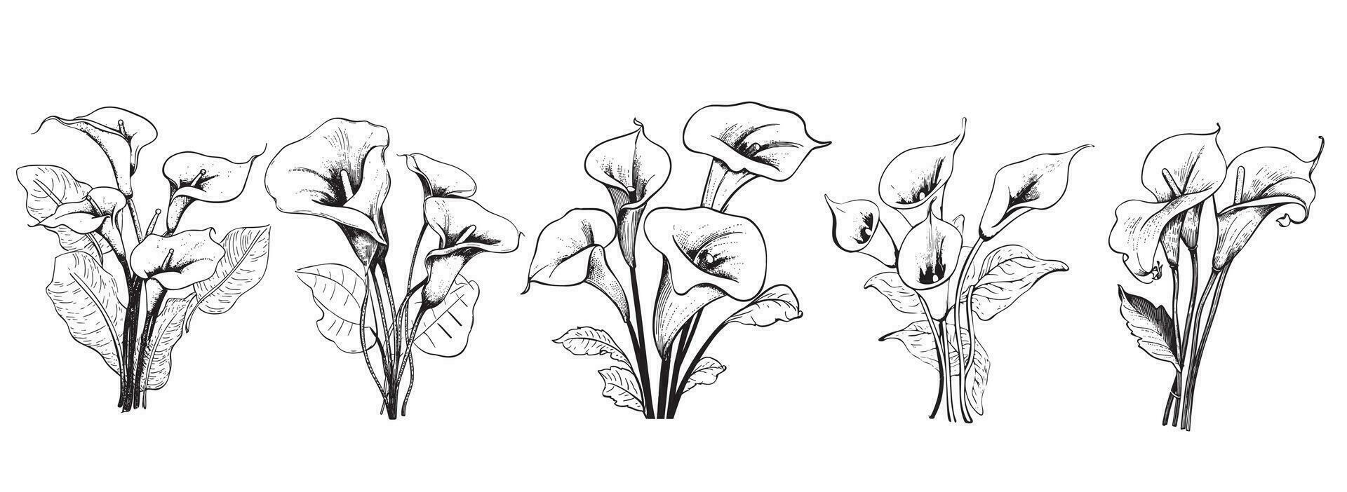 Cala lily flower set hand drawn sketch Vector illustration