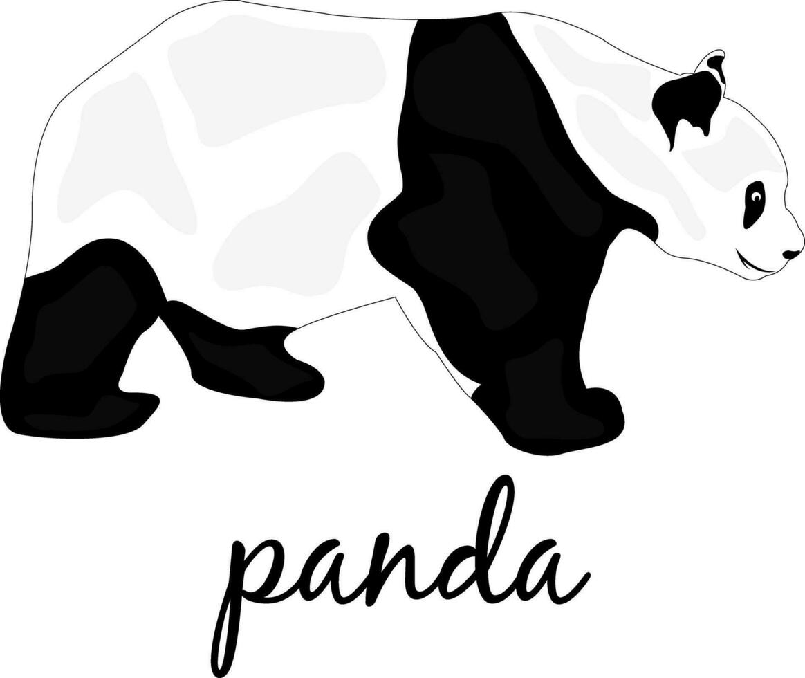 panda en un blanco antecedentes. gigante panda en un bambú bosque. en peligro de extinción animales diseño de saludo tarjetas, carteles, parches, huellas dactilares en ropa, emblemas natural abierto espacios. vector