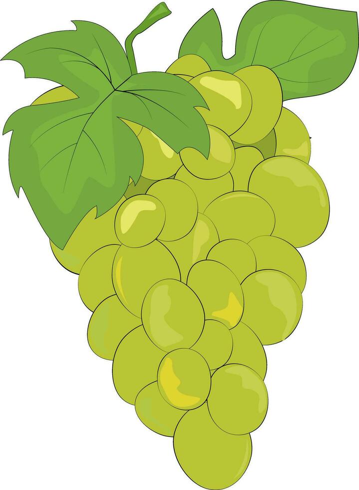 blanco uvas. uva silueta. uva manojo y hojas. natural producto. sano comiendo y dieta. diseño de saludo tarjetas, carteles, parches, huellas dactilares en ropa, emblemas dulce uvas. vector