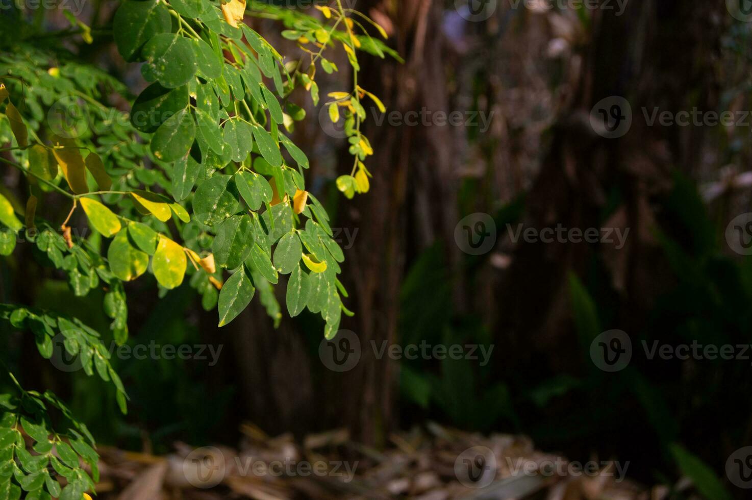 close up of Moringa leaves on a tree that are green and fresh photo