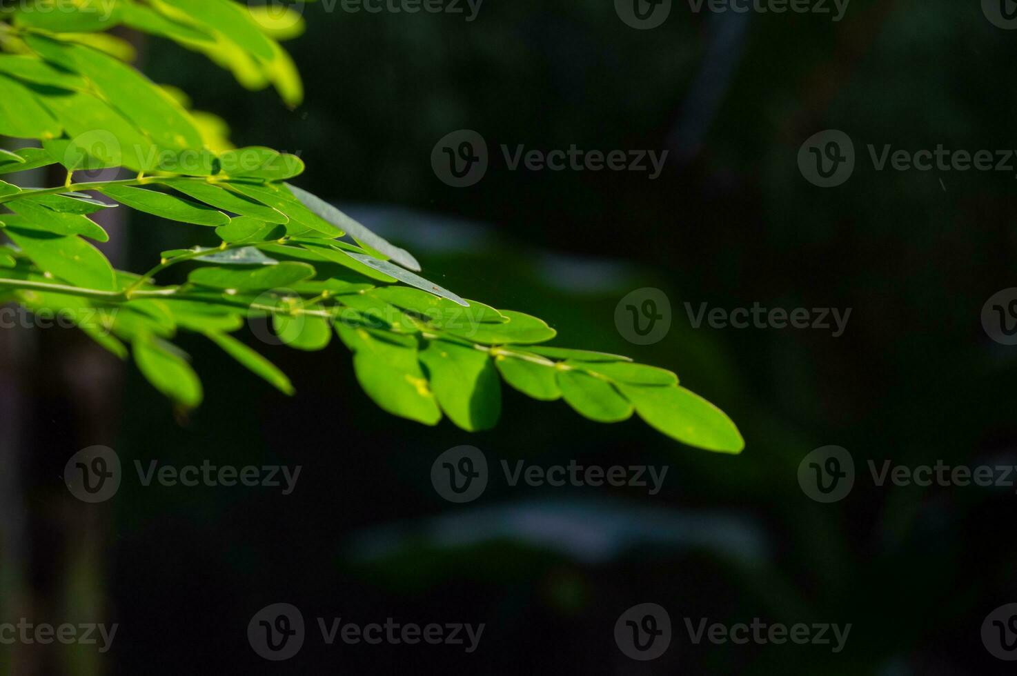 close up of Moringa leaves on a tree that are green and fresh photo