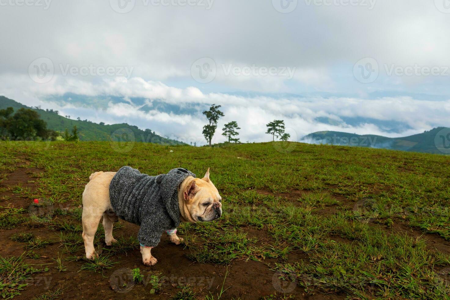 perro con montañas y niebla en el Mañana a mae sin embargo ver punto, chiang Mai, Tailandia foto