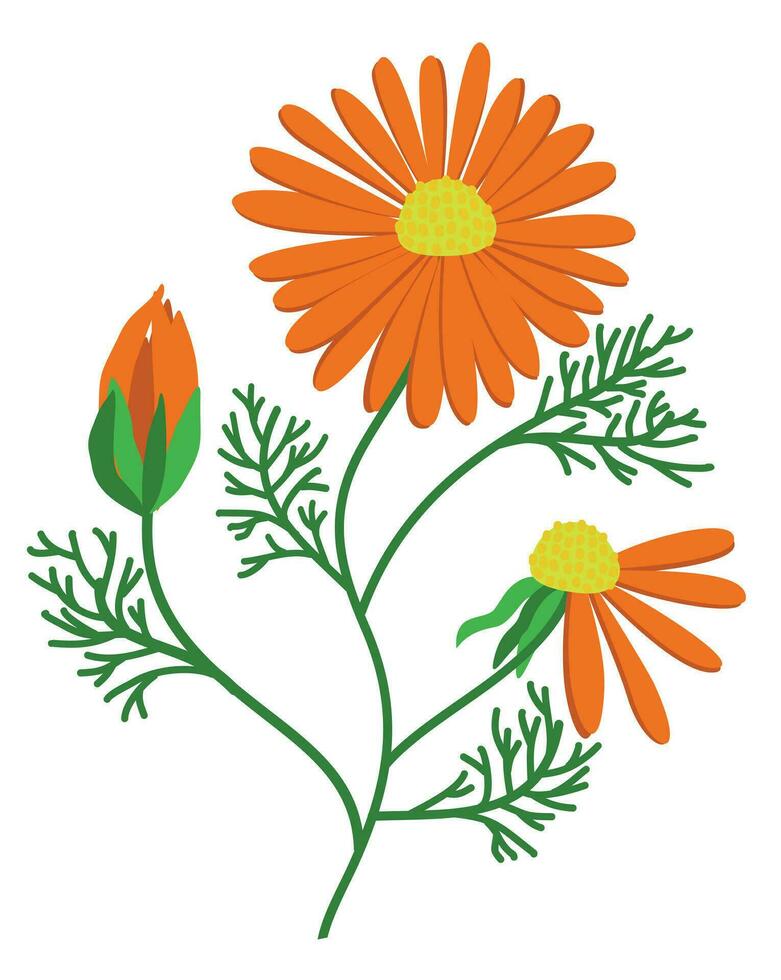 Calendula. Bright orange flower with leaves. Vector isolated illustration