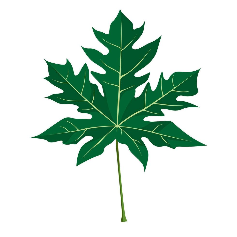 Papaya Leaf Papaya Leaf