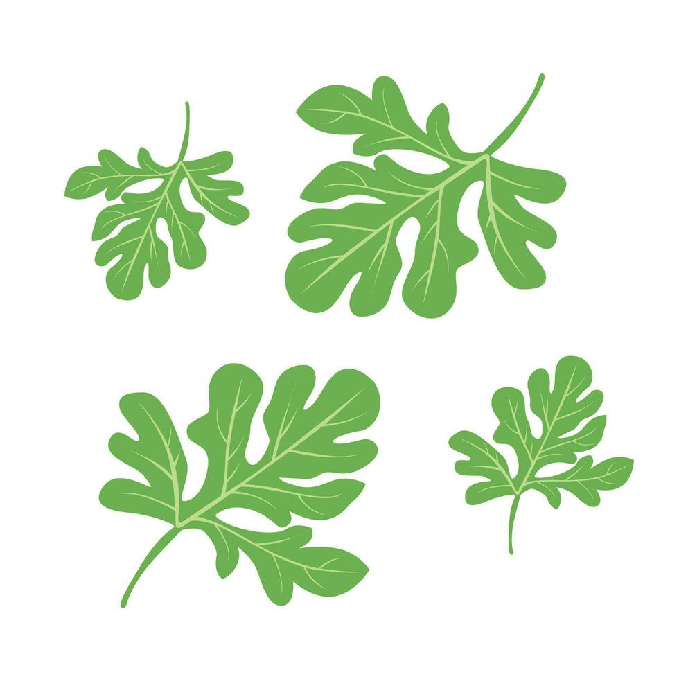 watermelon leaf vector on white background. green leaf ilustration.