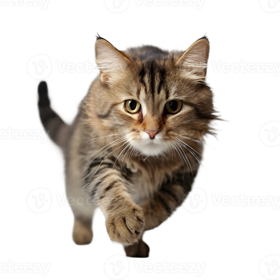 ai generiert ein Katze ist Laufen auf ein transparent Hintergrund png