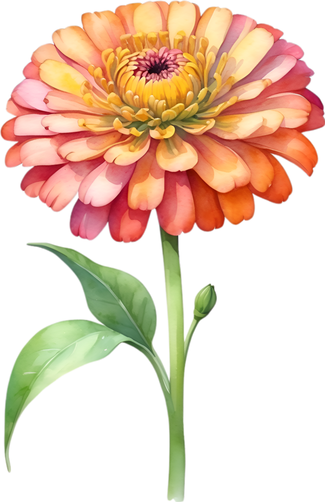 AI generated Watercolor painting of Zinnia flower. Illustration of flowers. AI-Generated. png