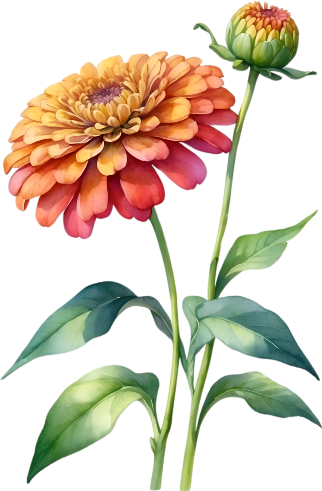 AI generated Watercolor painting of Zinnia flower. Illustration of flowers. AI-Generated. png