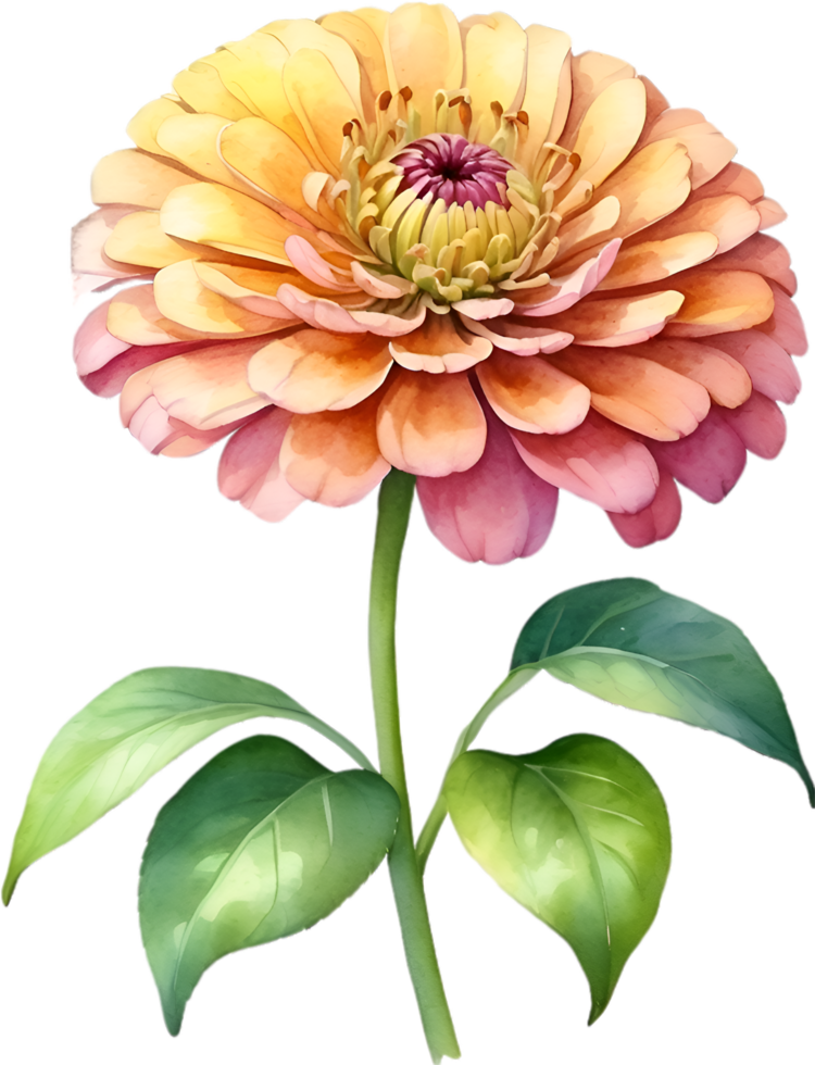 AI generated Watercolor painting of Zinnia flower. Illustration of flowers. AI-Generated. png