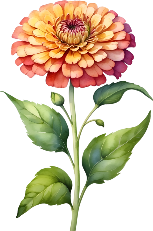 AI generated Watercolor painting of Zinnia flower. Illustration of flowers. AI-Generated. png
