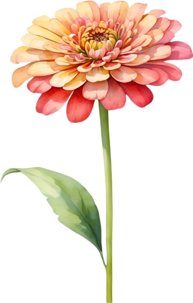 AI generated Watercolor painting of Zinnia flower. Illustration of flowers. AI-Generated. png
