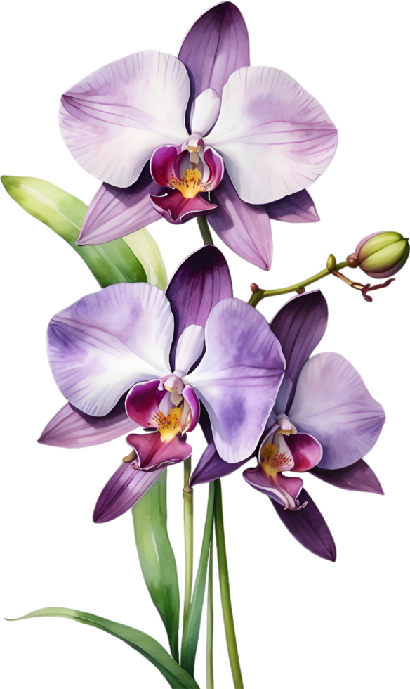 AI generated Watercolor painting of Zygopetalum Orchid flower. Illustration of flowers. AI-Generated. png