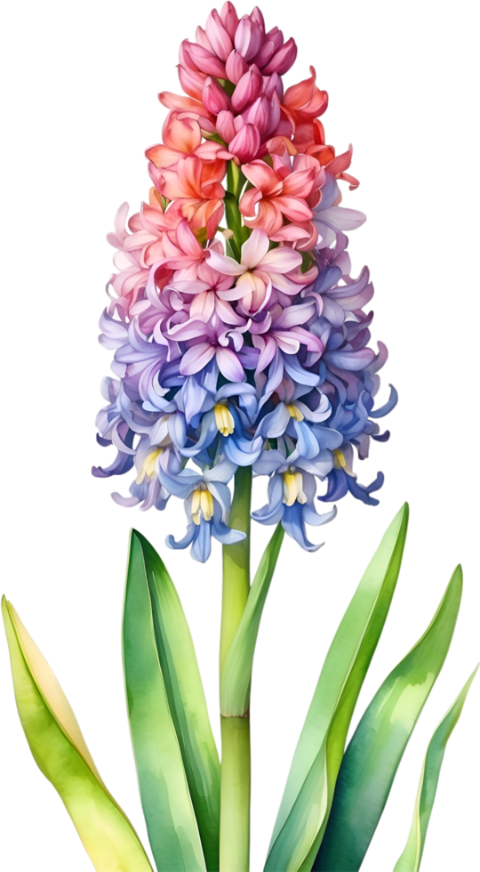 AI generated Watercolor painting of rainbow Hyacinth  flower. Illustration of flowers. AI-Generated. png