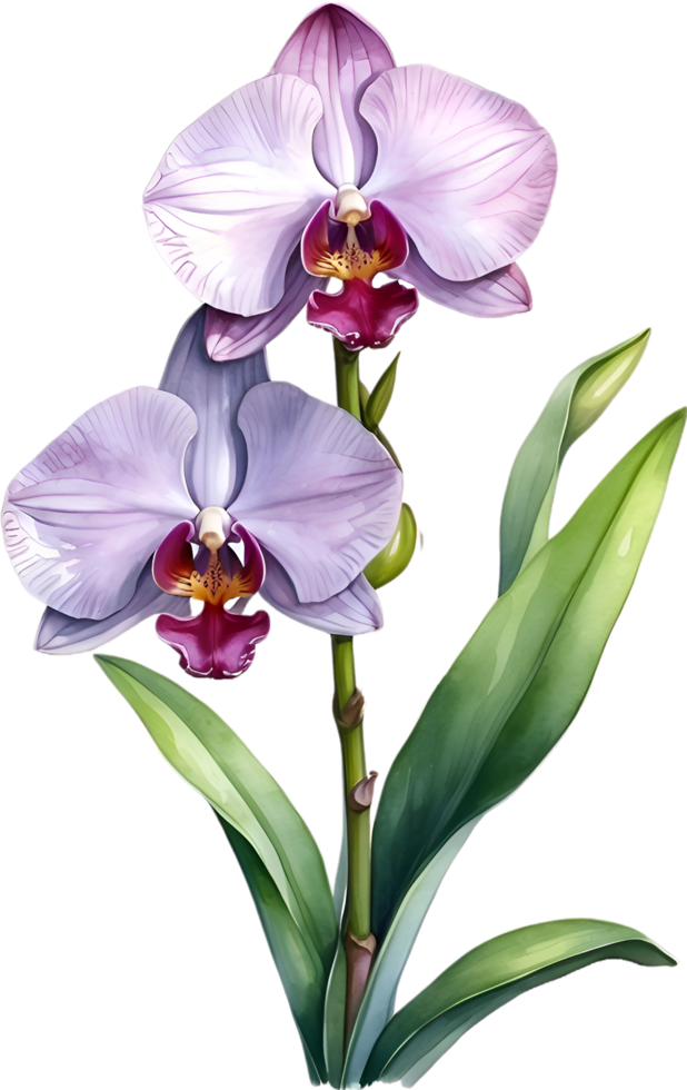 AI generated Watercolor painting of Zygopetalum Orchid flower. Illustration of flowers. AI-Generated. png