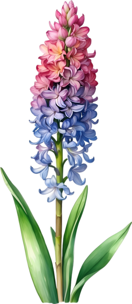AI generated Watercolor painting of rainbow Hyacinth  flower. Illustration of flowers. AI-Generated. png