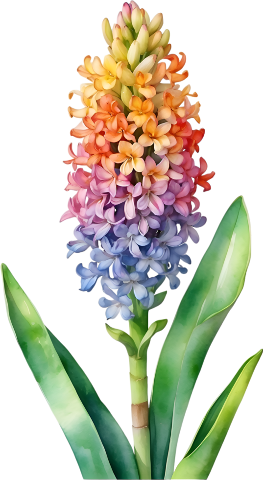 AI generated Watercolor painting of rainbow Hyacinth  flower. Illustration of flowers. AI-Generated. png