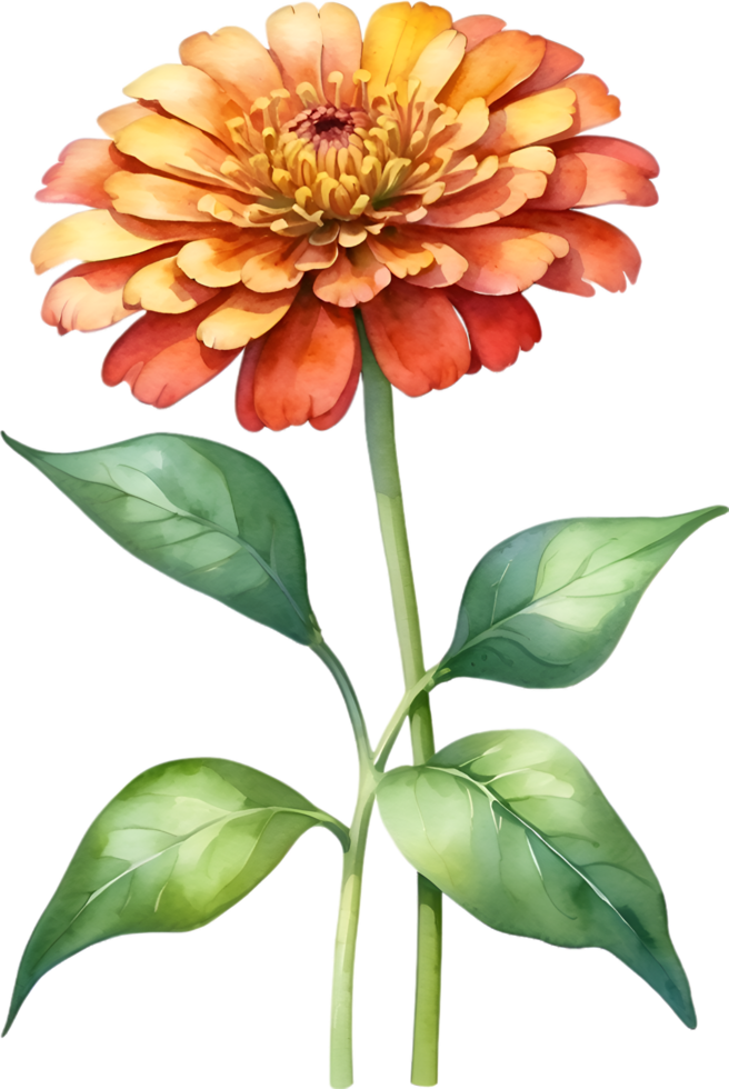 AI generated Watercolor painting of Zinnia flower. Illustration of flowers. AI-Generated. png