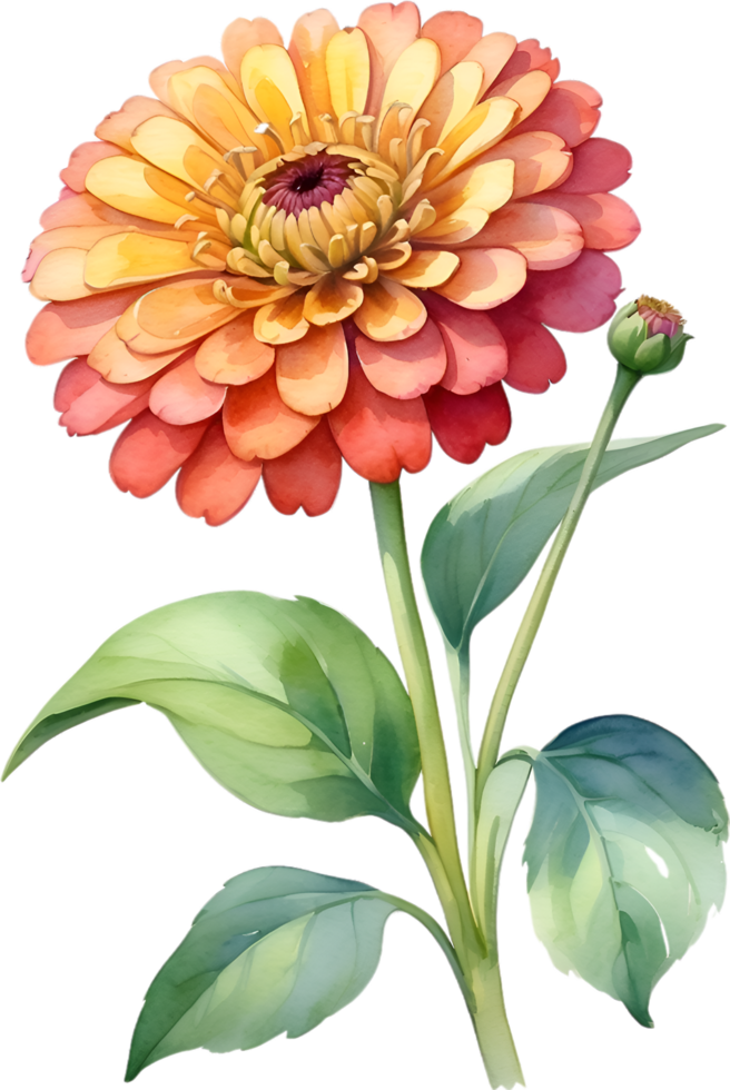 AI generated Watercolor painting of Zinnia flower. Illustration of flowers. AI-Generated. png