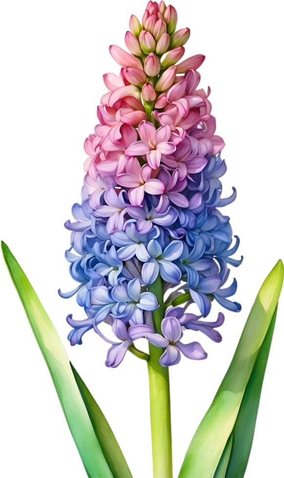 AI generated Watercolor painting of rainbow Hyacinth  flower. Illustration of flowers. AI-Generated. png