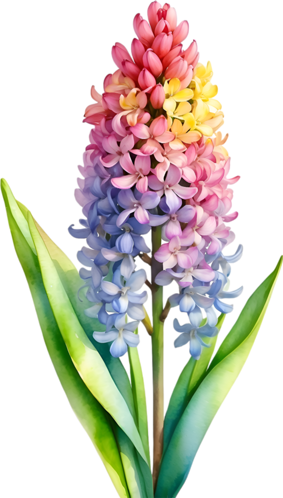AI generated Watercolor painting of rainbow Hyacinth  flower. Illustration of flowers. AI-Generated. png