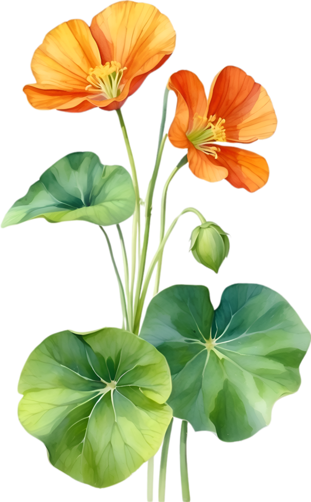 AI generated Watercolor painting of Nasturtium flower. Illustration of flowers. AI-Generated. png