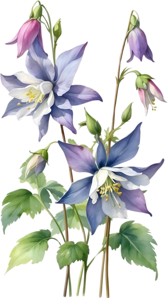 AI generated Watercolor painting of Columbine flower. Illustration of flowers. AI-Generated. png