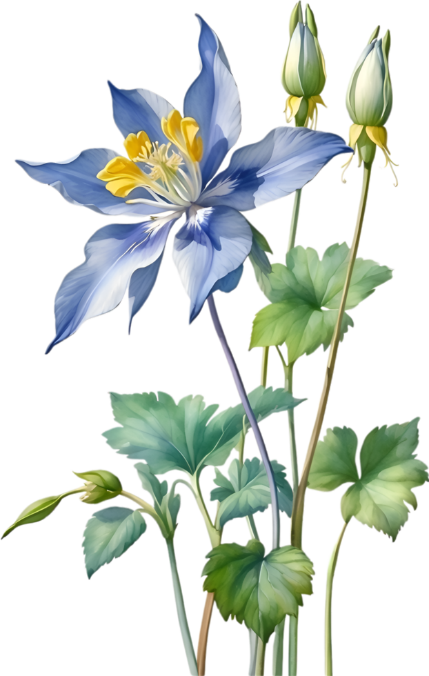 AI generated Watercolor painting of Columbine flower. Illustration of flowers. AI-Generated. png