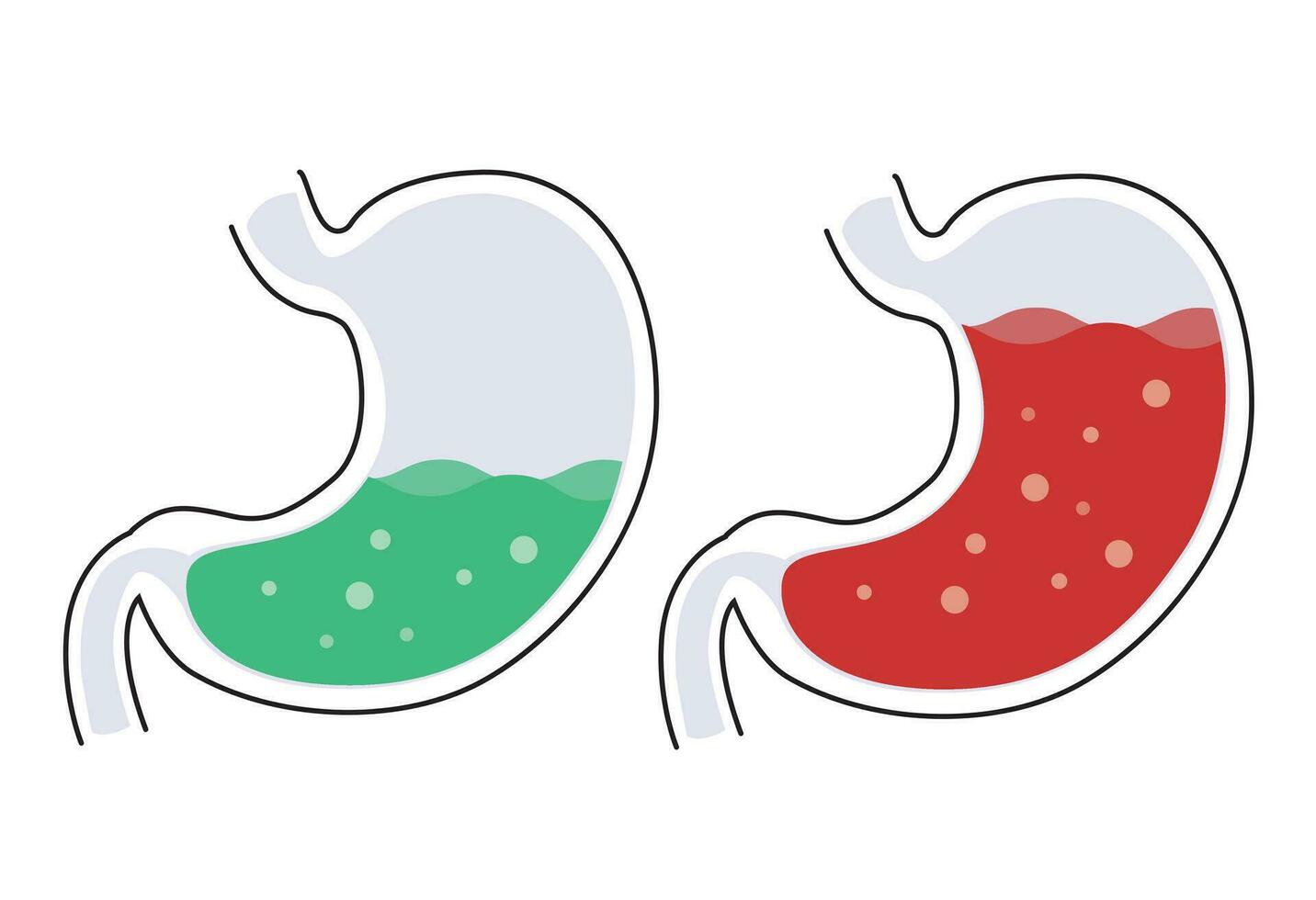 The stomach vector design is used in medicine and science to illustrate the human stomach and its functions.