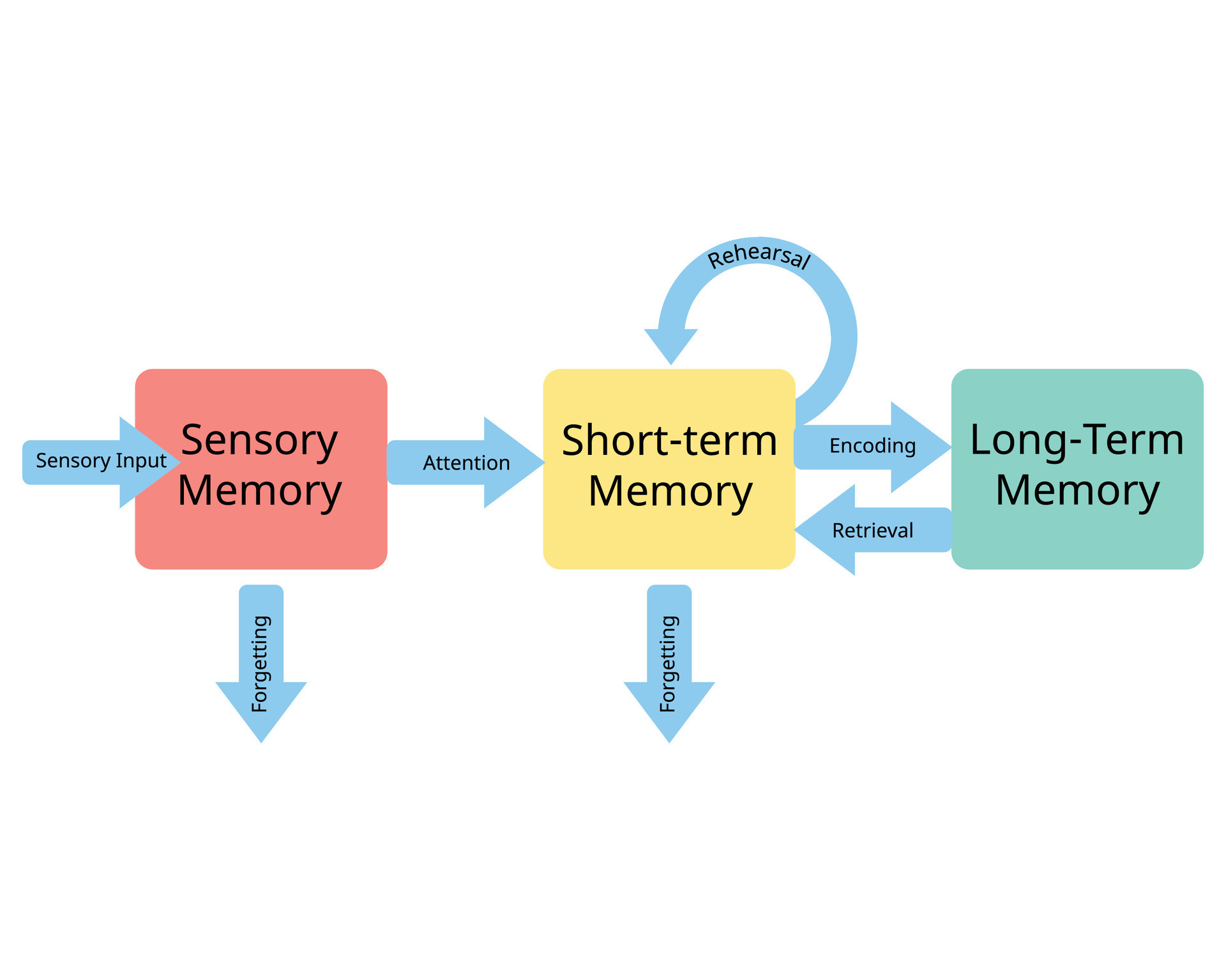 three stages of memory from sensory memory to short term memory and ...