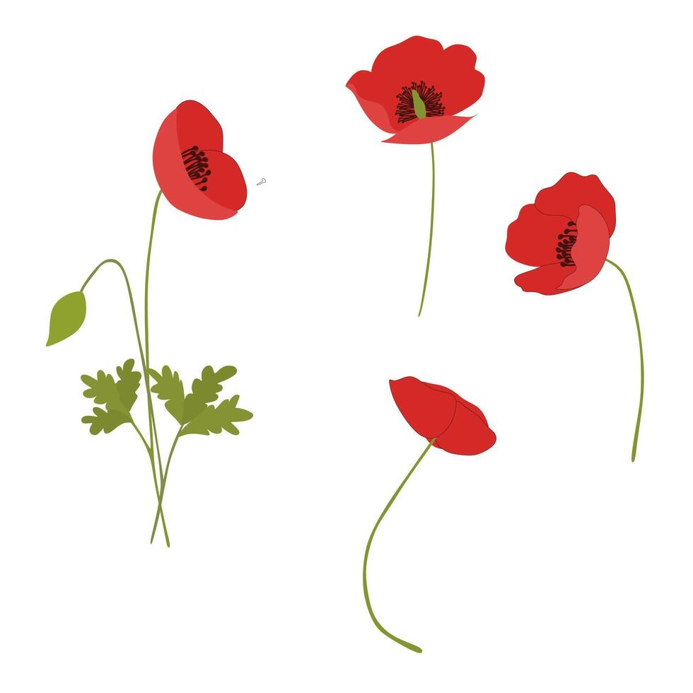 poppy flowers Clipart Collection Set vector