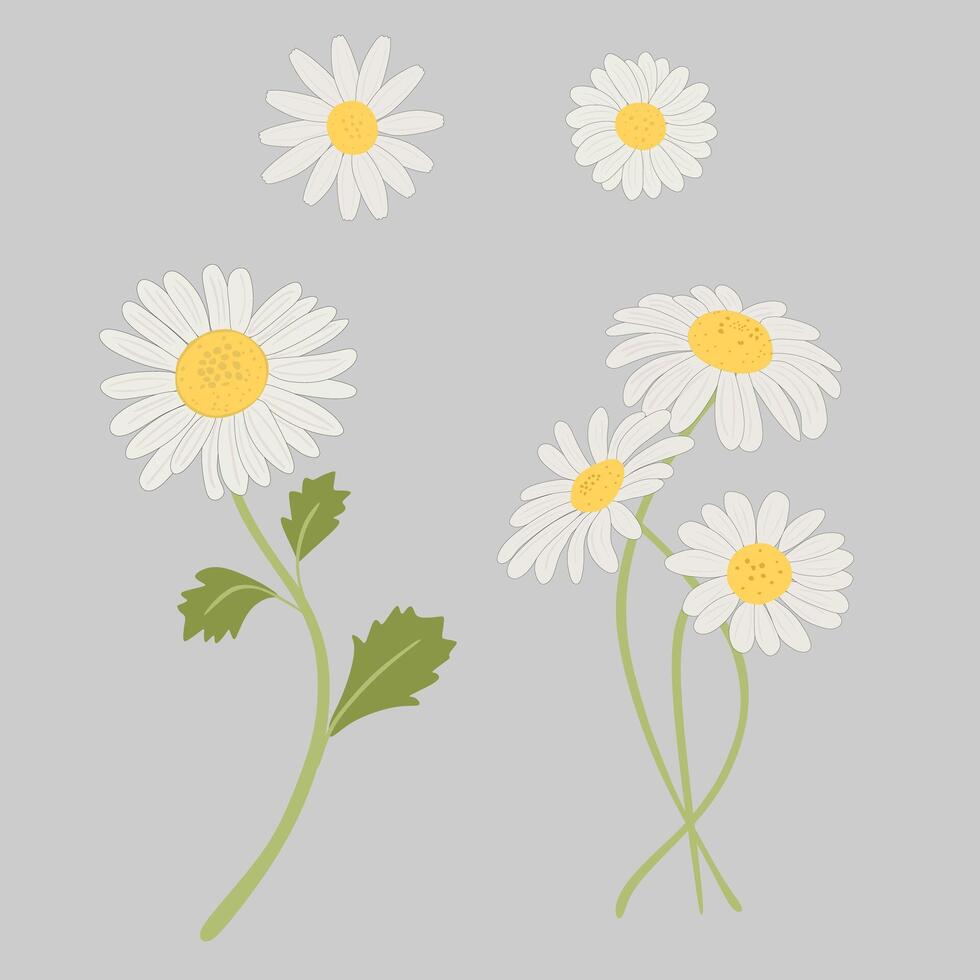 Daisy Flower Clipart Collection Set vector