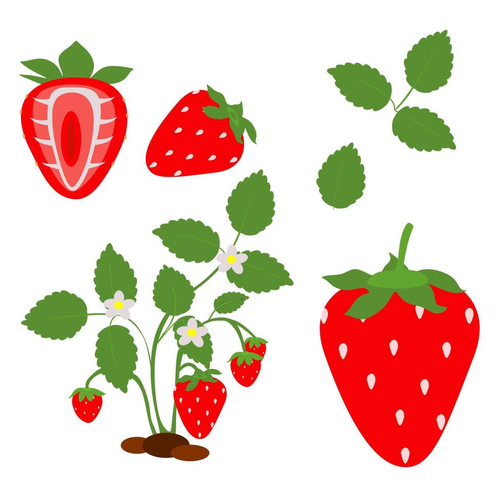 Red Strawberry Vector Image Clip arts Collection Set