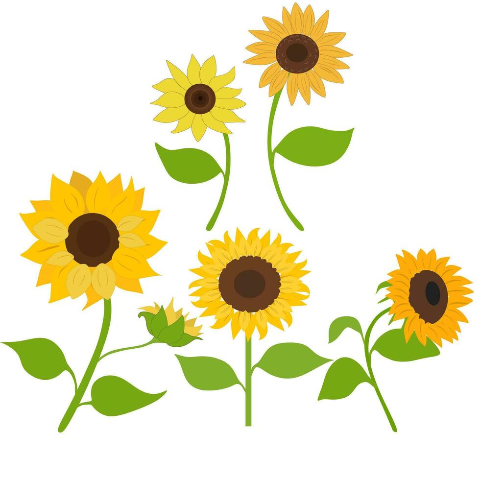 Sunflower Drawing Yellow Flowers Vector Image Clipart