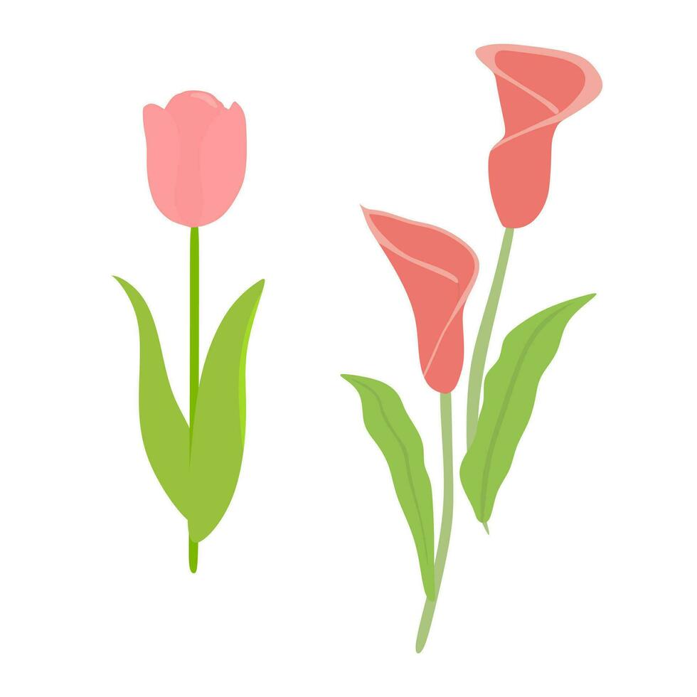 Pink Tulip And Pink Calla Lily Flower Illustration Vector Image