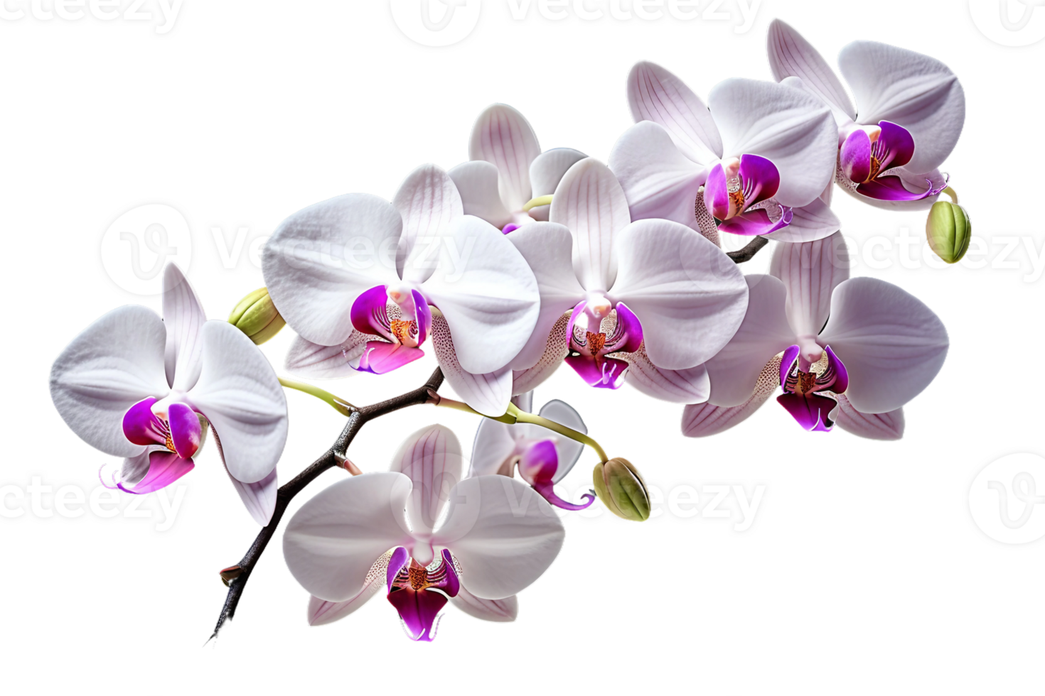 ai generiert Orchidee mit ein transparent Hintergrund. png