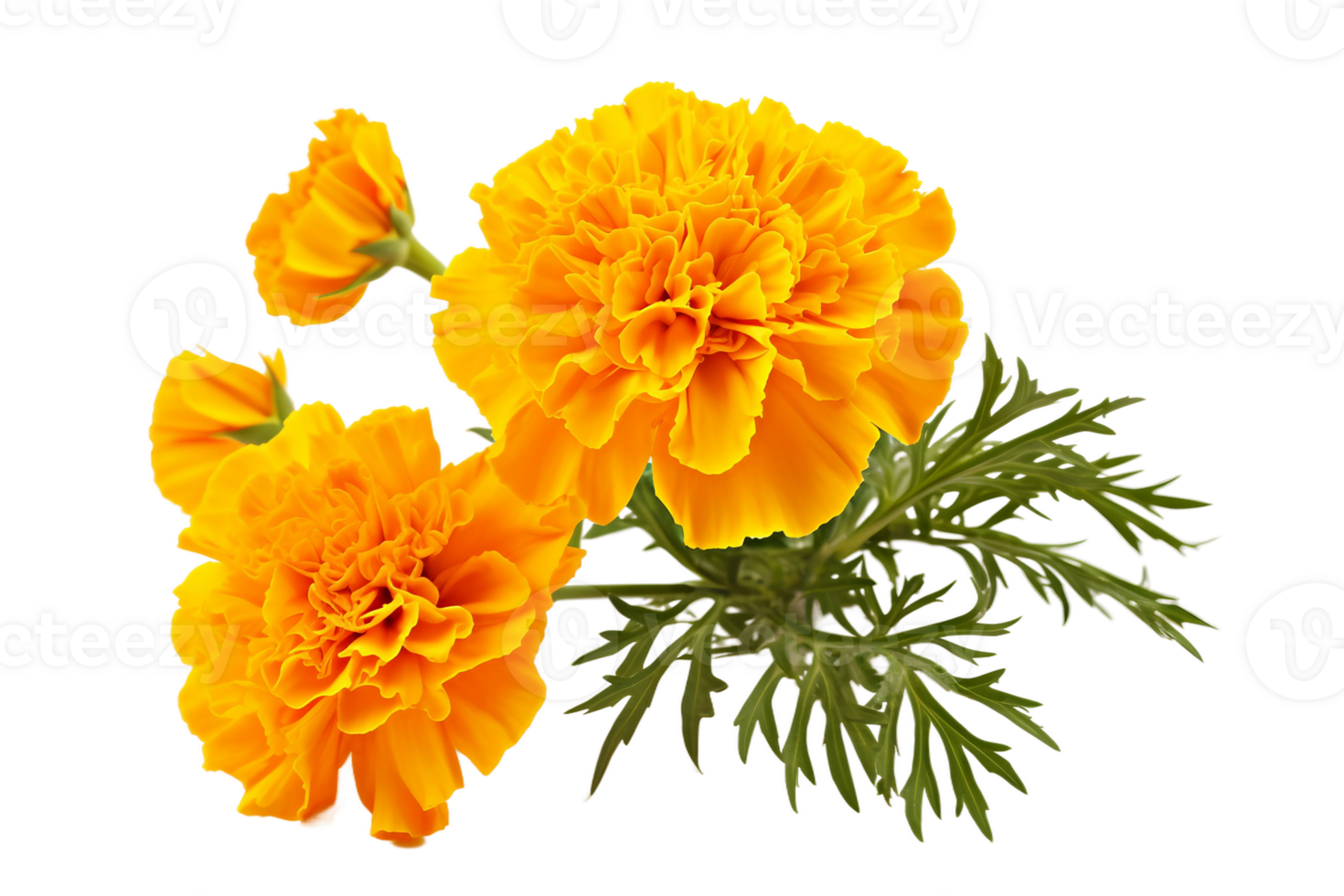 AI generated Marigold with Transparent Background. png